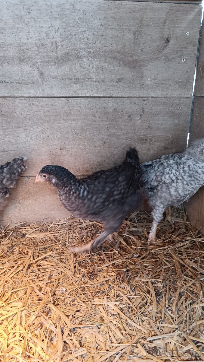 Dvě kuřičky z barevných vajec - 4