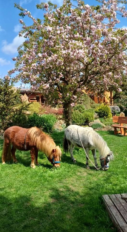 Docházka ke konim - 4