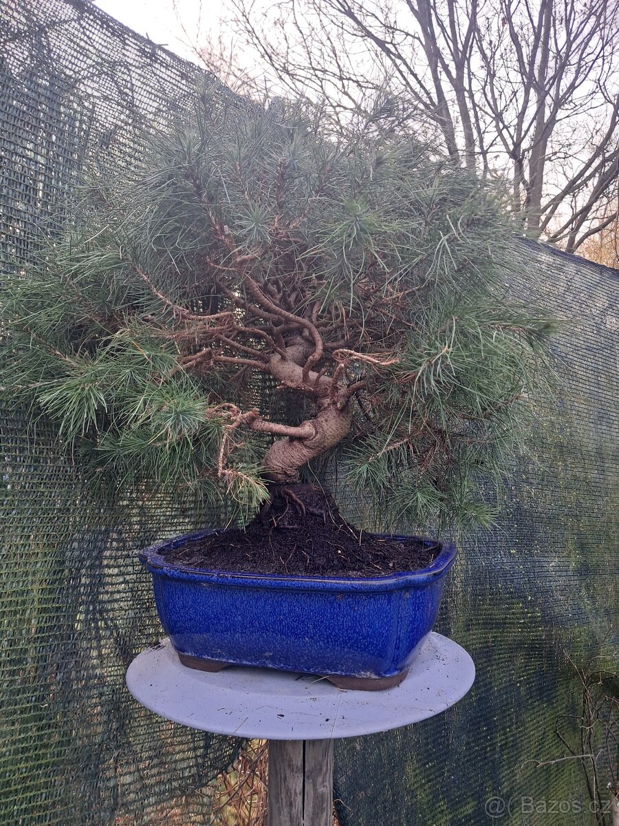 Bonsai,bonsaj Borovice - 4