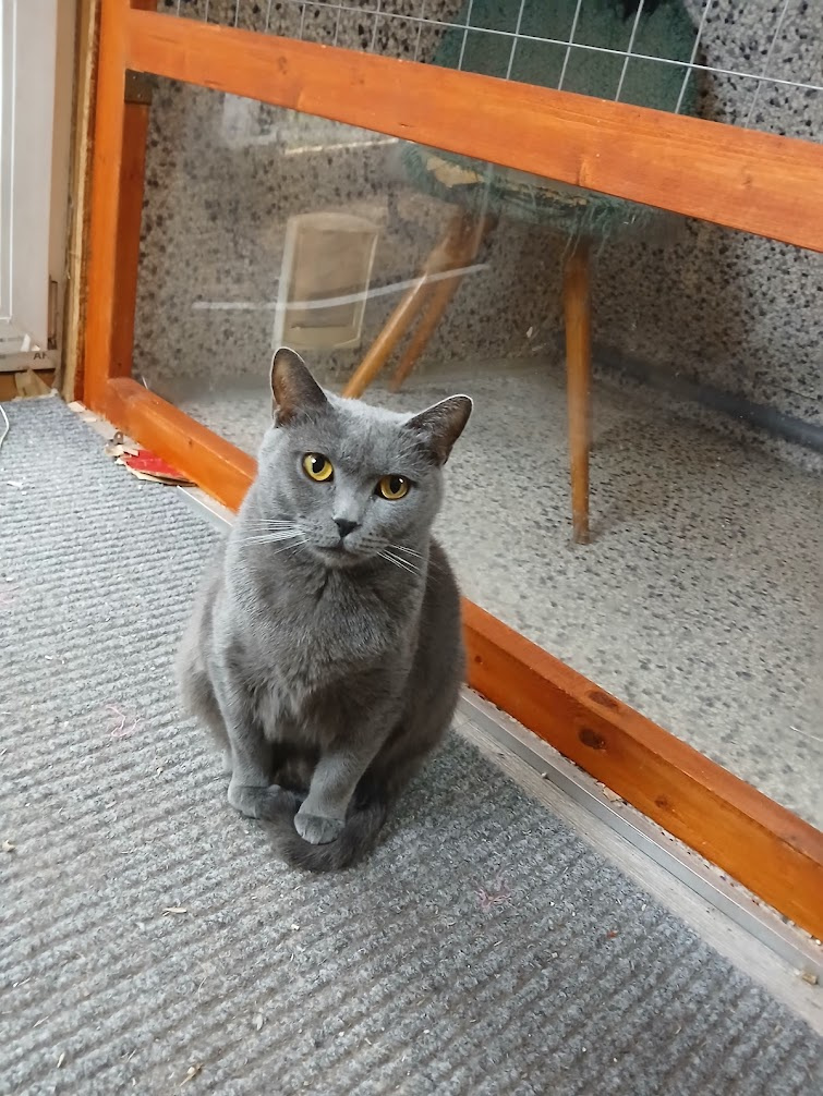 Kartouzská Kočka -kotě - 4