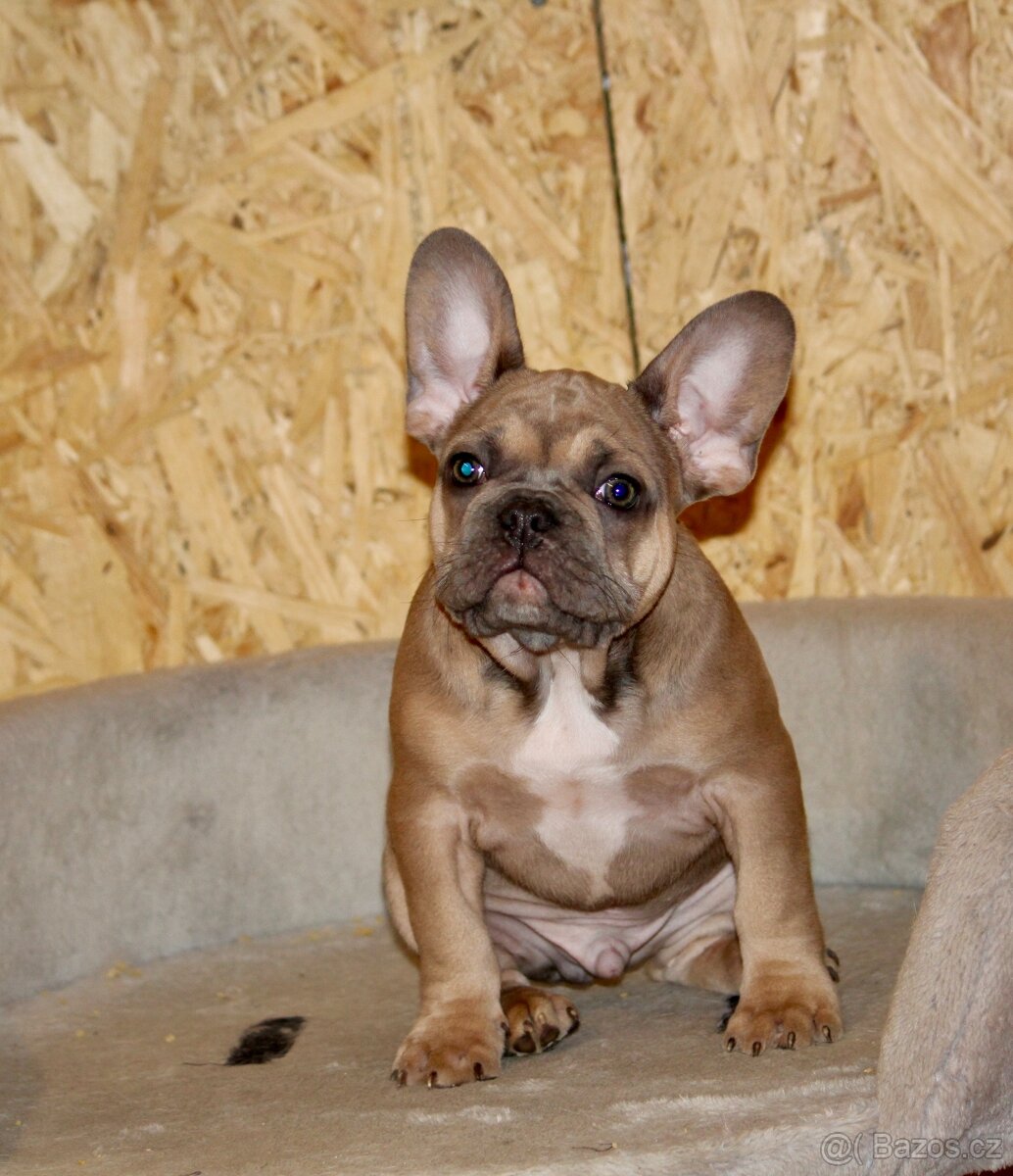 Francouzský buldoček s PP - 4