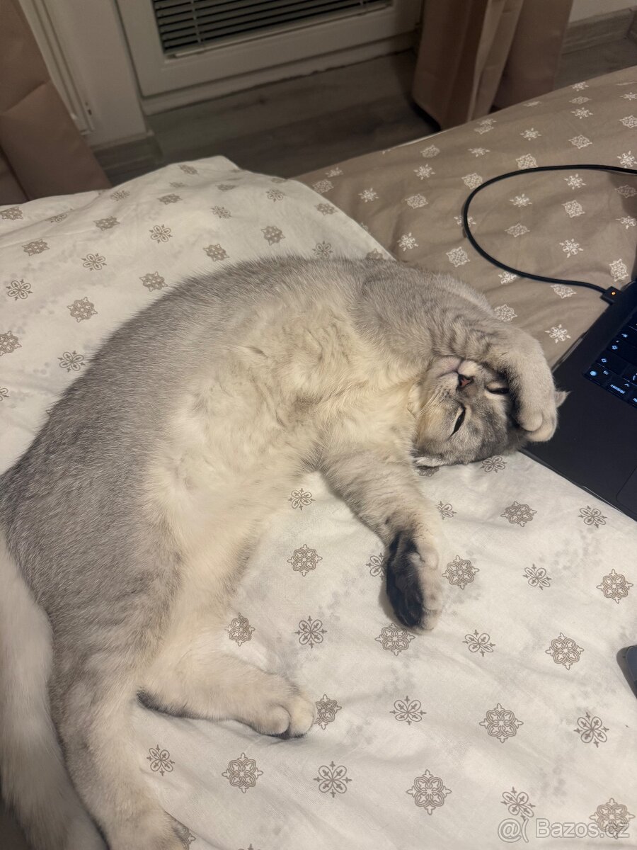 Britská Chinchilla - 4