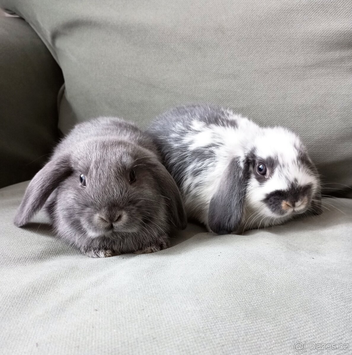 Zakrslý beránek králíček - 4