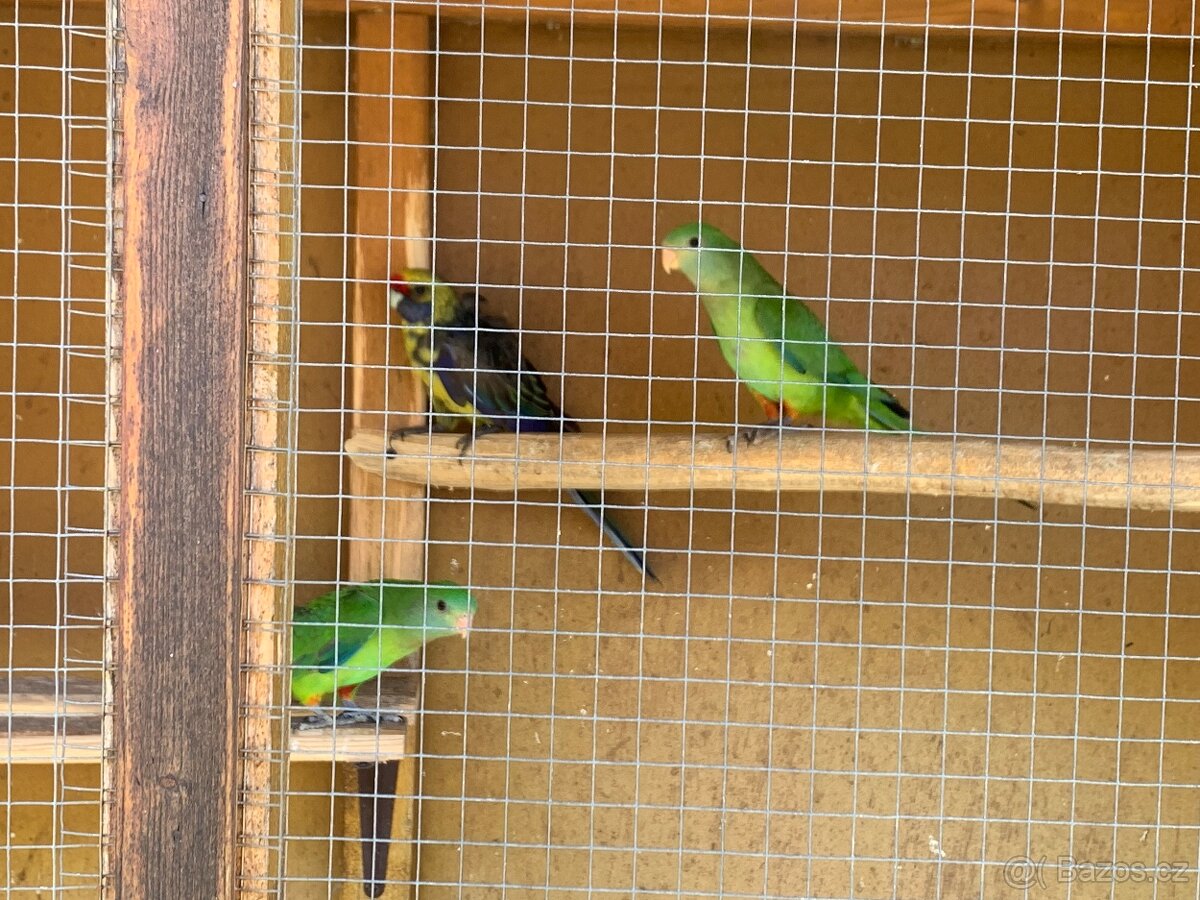 Papoušek nadherny - 4