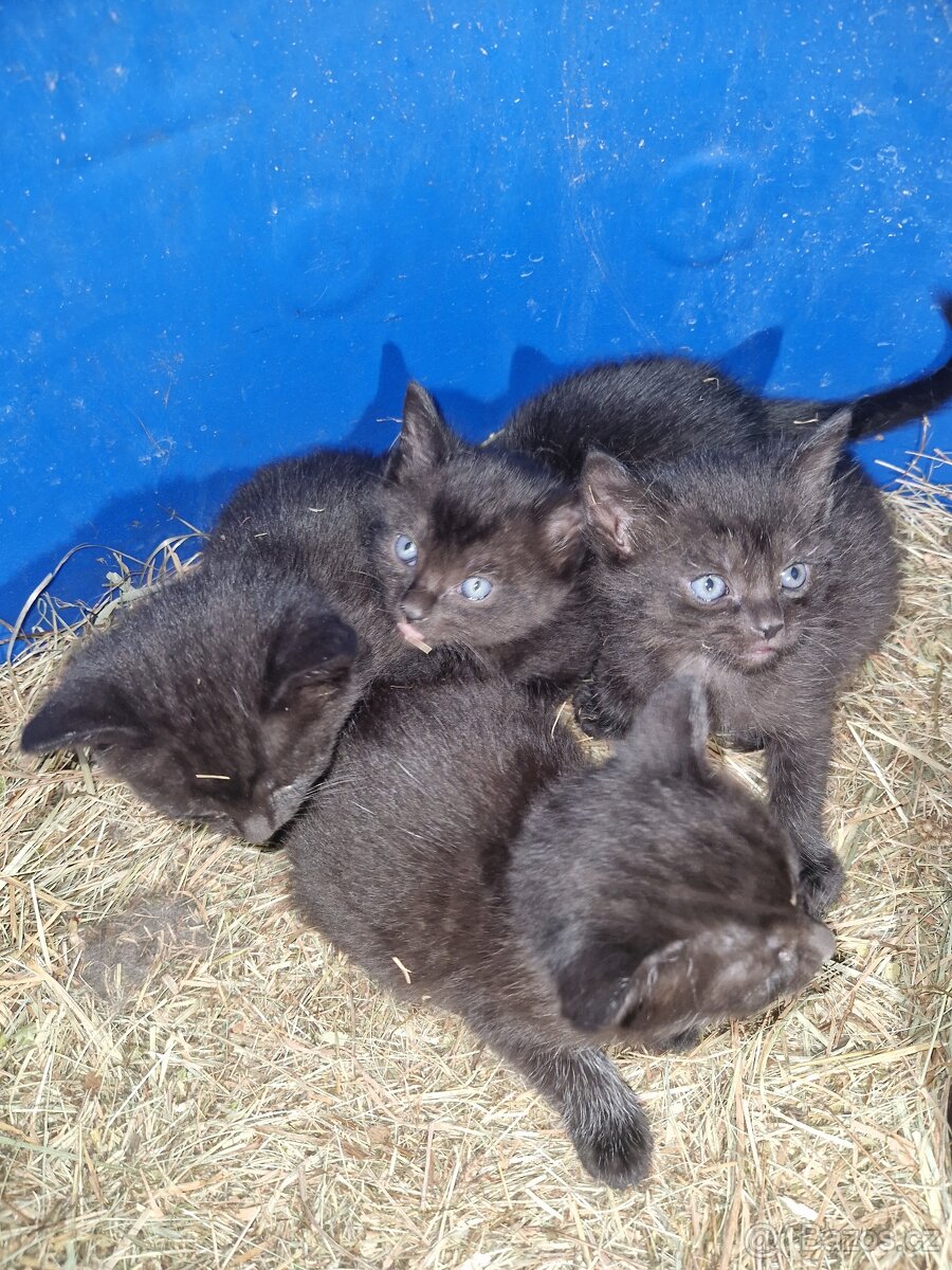 Černá koťátka - 4