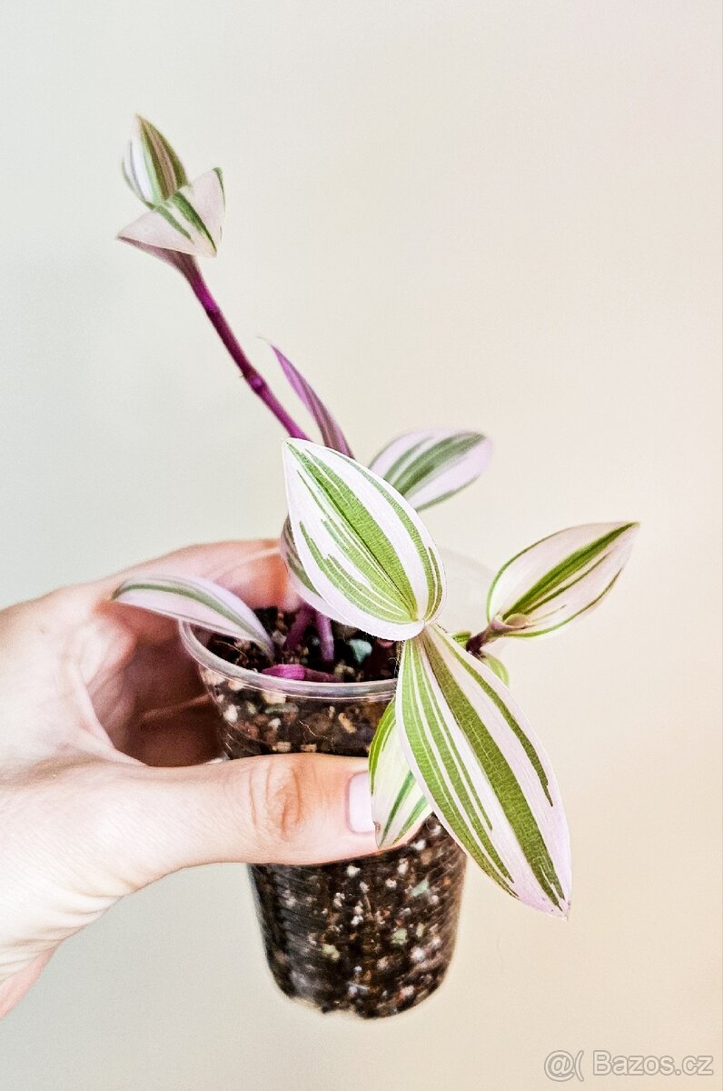 Tradescantia Nanouk - 4
