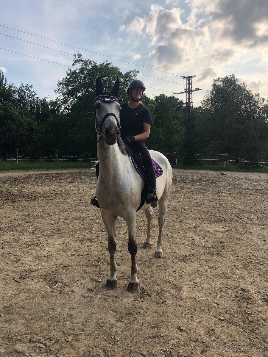 Prodám 9 letého valacha - 4