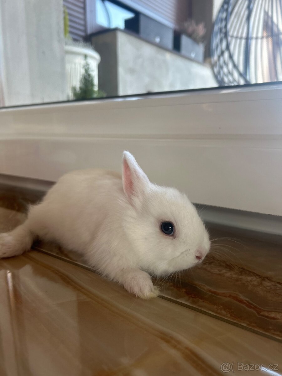 Zakrslý kralicek - 4