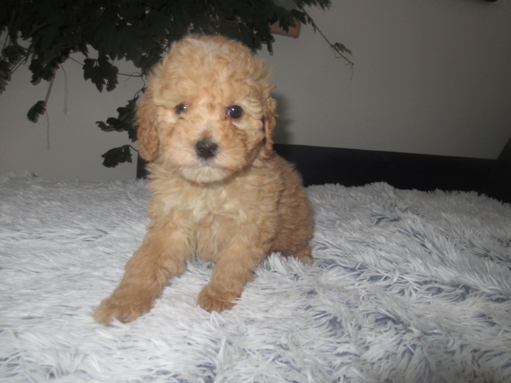 Maltipoo fenka - 4