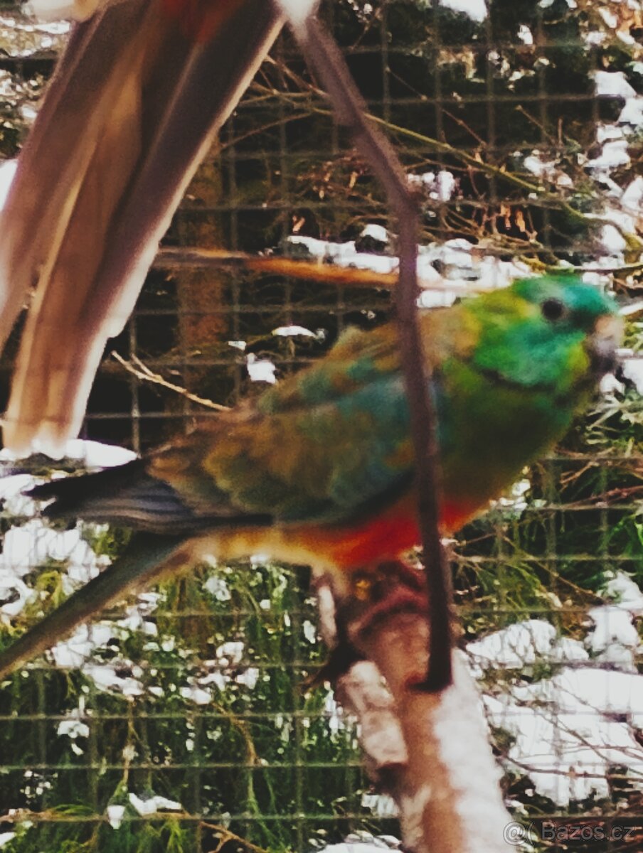 PAPOUŠEK ZPĚVAVÝ - 4