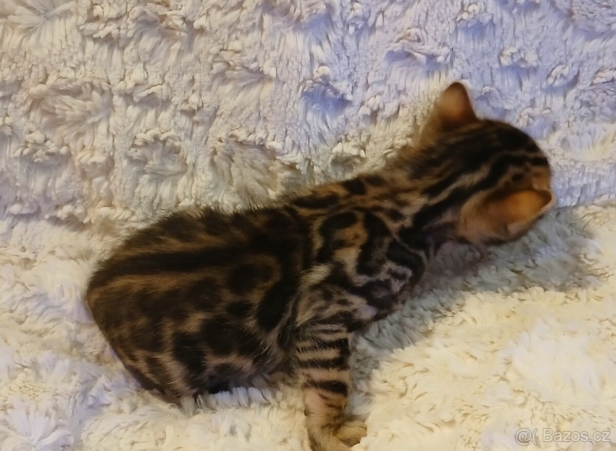 Bengálská rozetová kočka s pp - 4