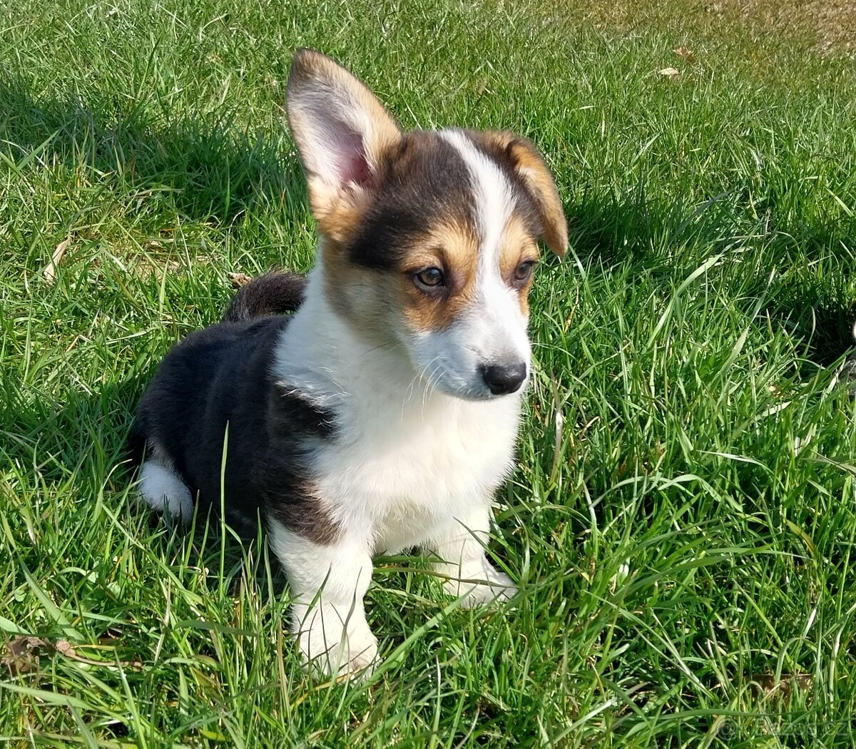 Welsh corgi pembroke - 4