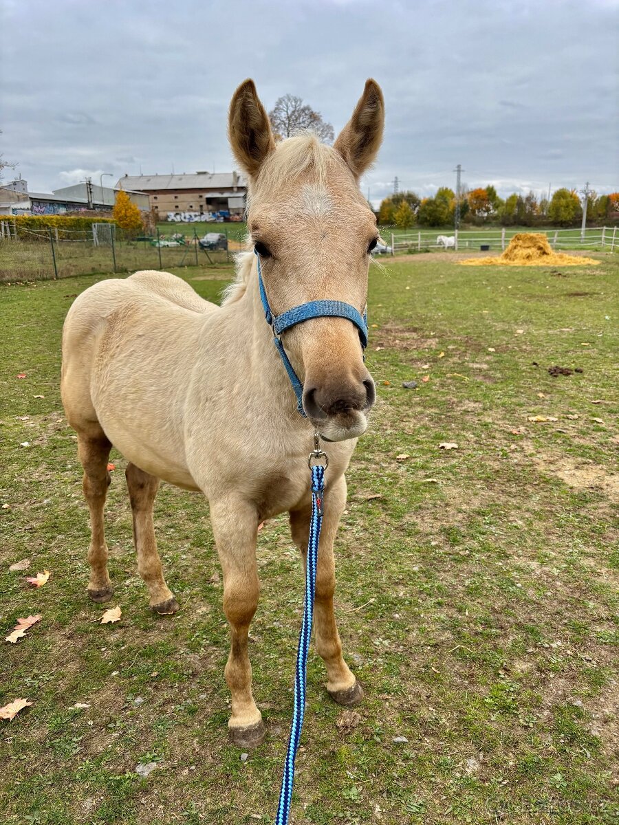 Roční hřebec - 4
