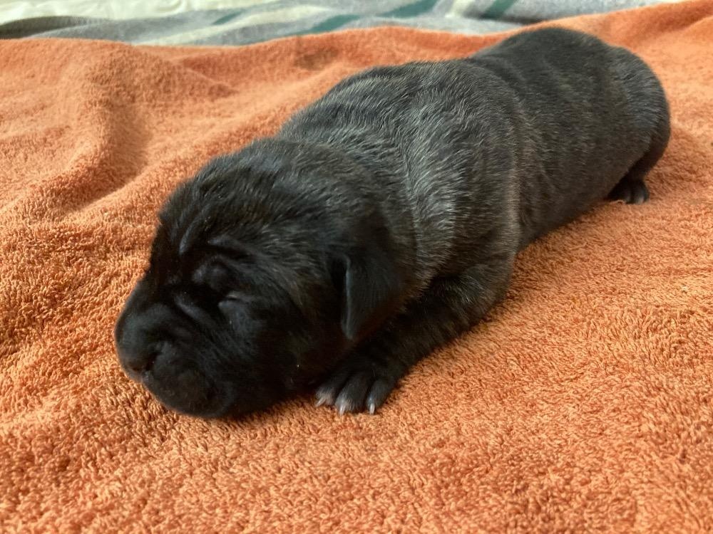 Štěňata Cane Corso s PP - 4