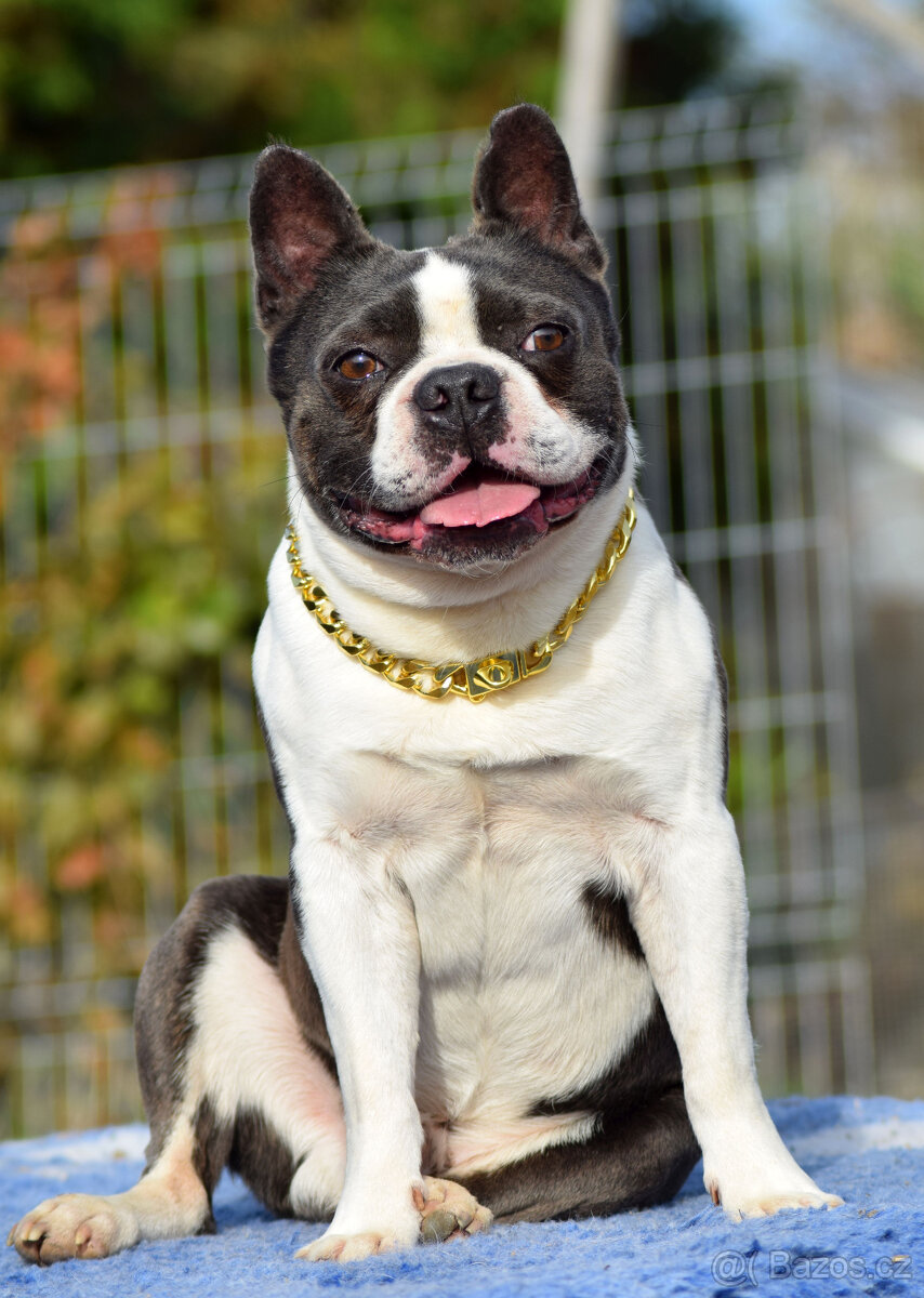 bostonský teriér s PP - modrý+lilac pejsek, modrá holčiča - 4