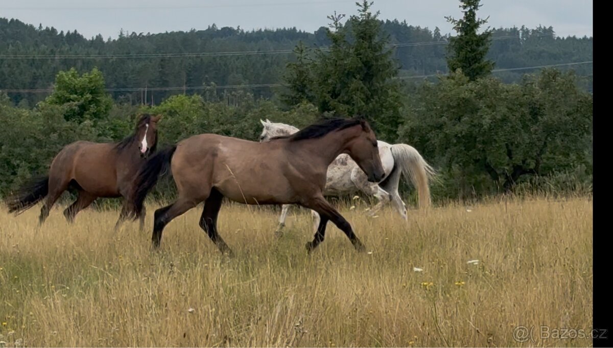Prodáme 1,5 letou klisnu Českého teplokrevníka, ČT - 4