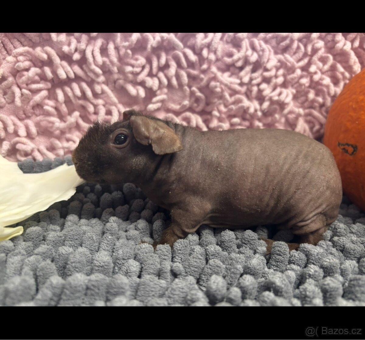 Skinny morčátka, samečci - 4