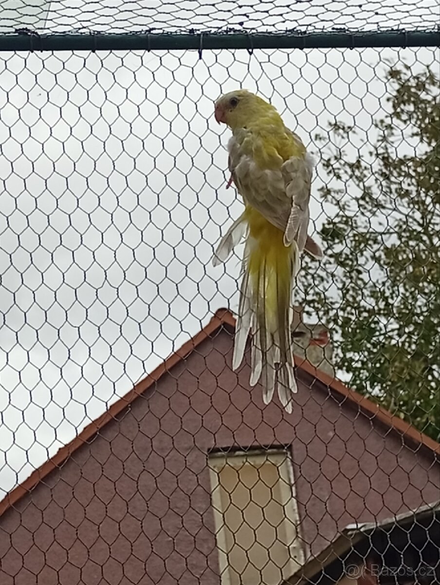 Papoušek zpěvavý - 4