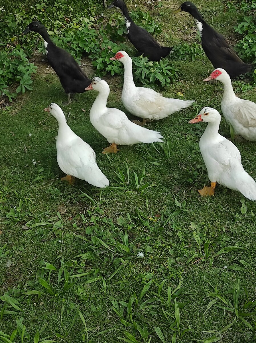 Kachna pižmová - 4