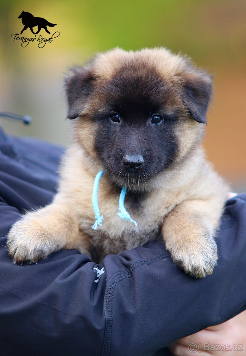 Belgický ovčák Tervueren - štěňátka s PP - kluci - 4