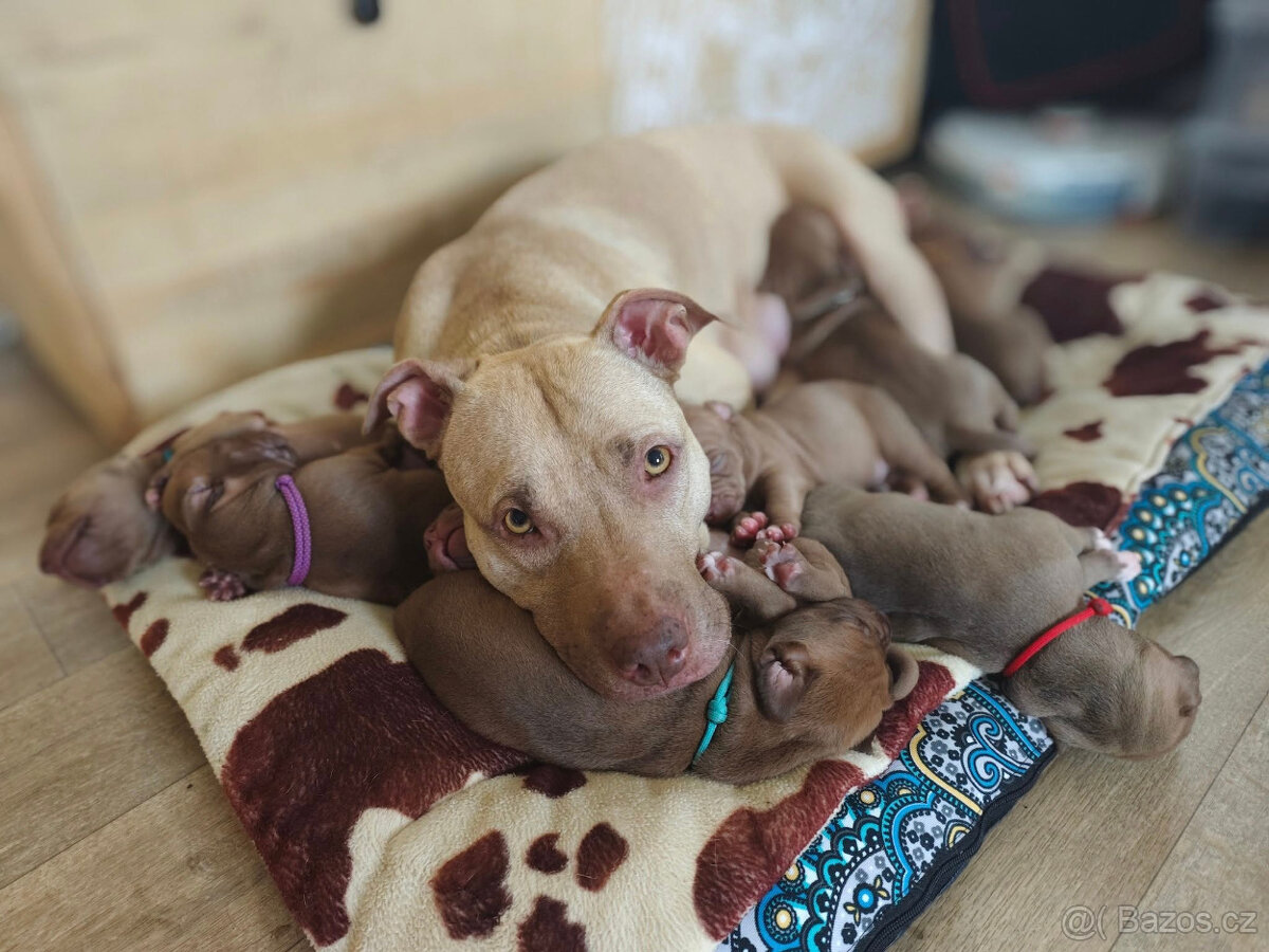Americký pitbull teriér štěňata s PP - 4