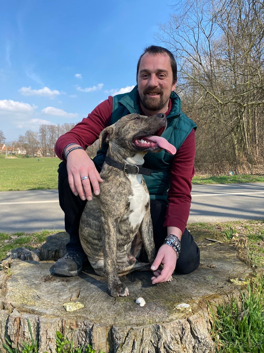 krytí Americký stafordšírský teriér - 4