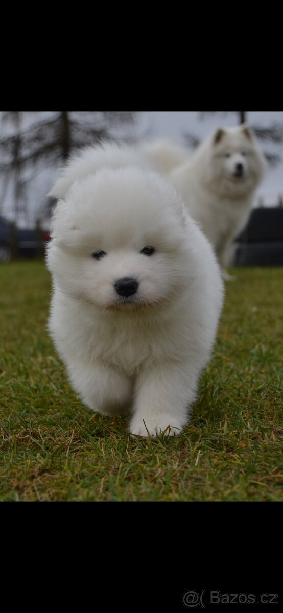 Fenky Samojeda FCI - 4