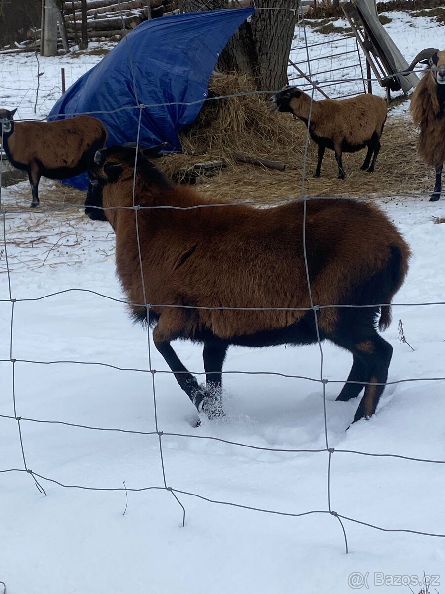 Kamerunský beran - 4