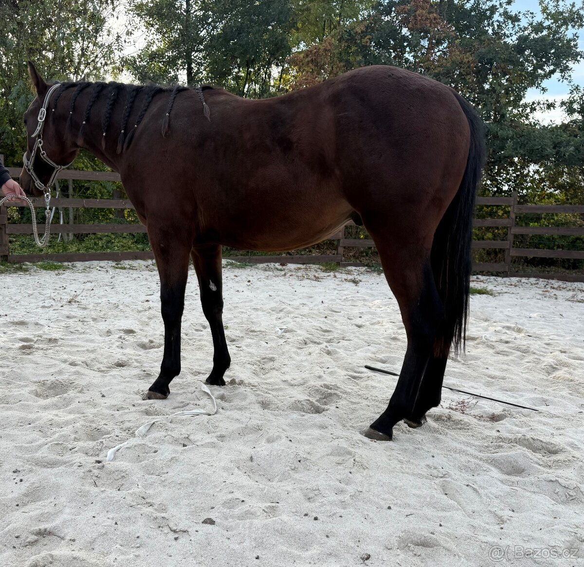 Hřebeček / valach APH - 2 roky - 4