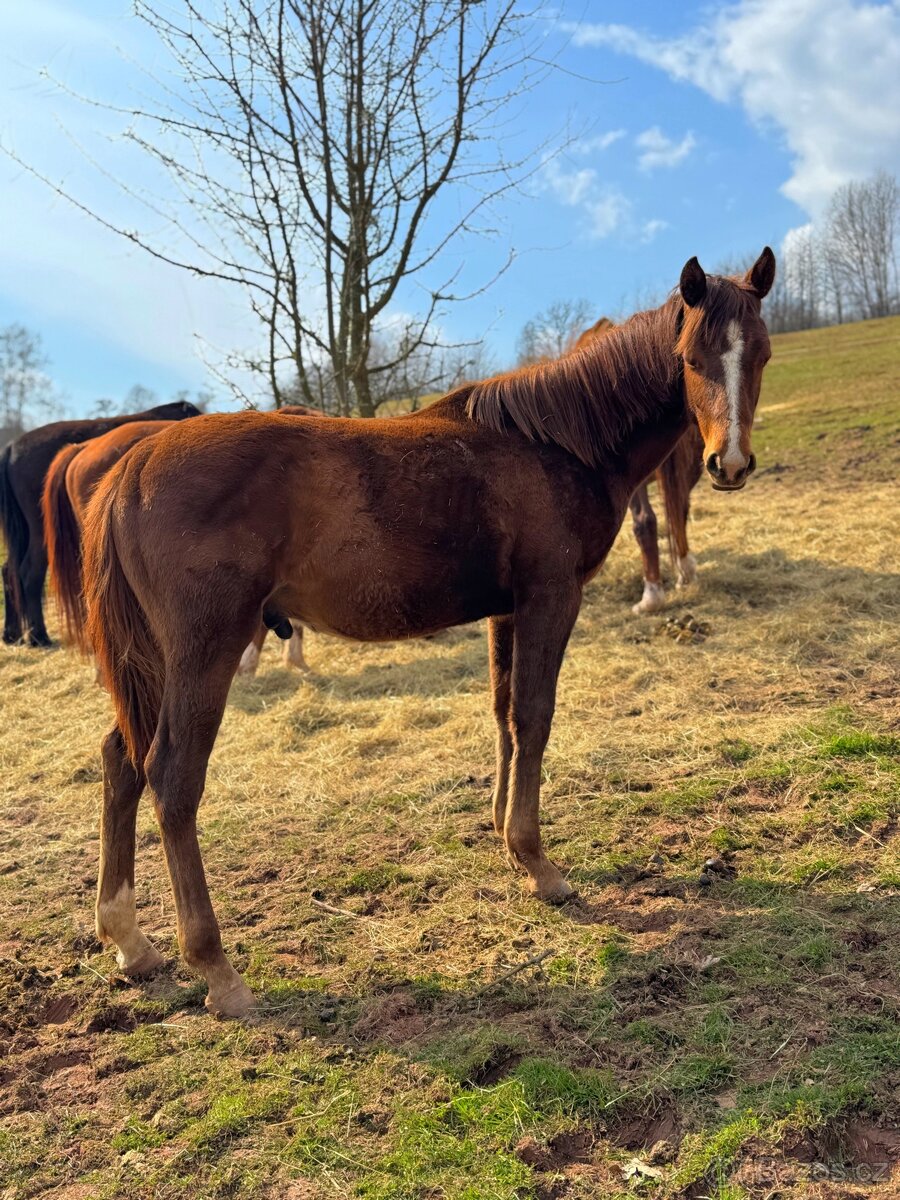 Prodám ročního hřebečka 1/2 APH - 4