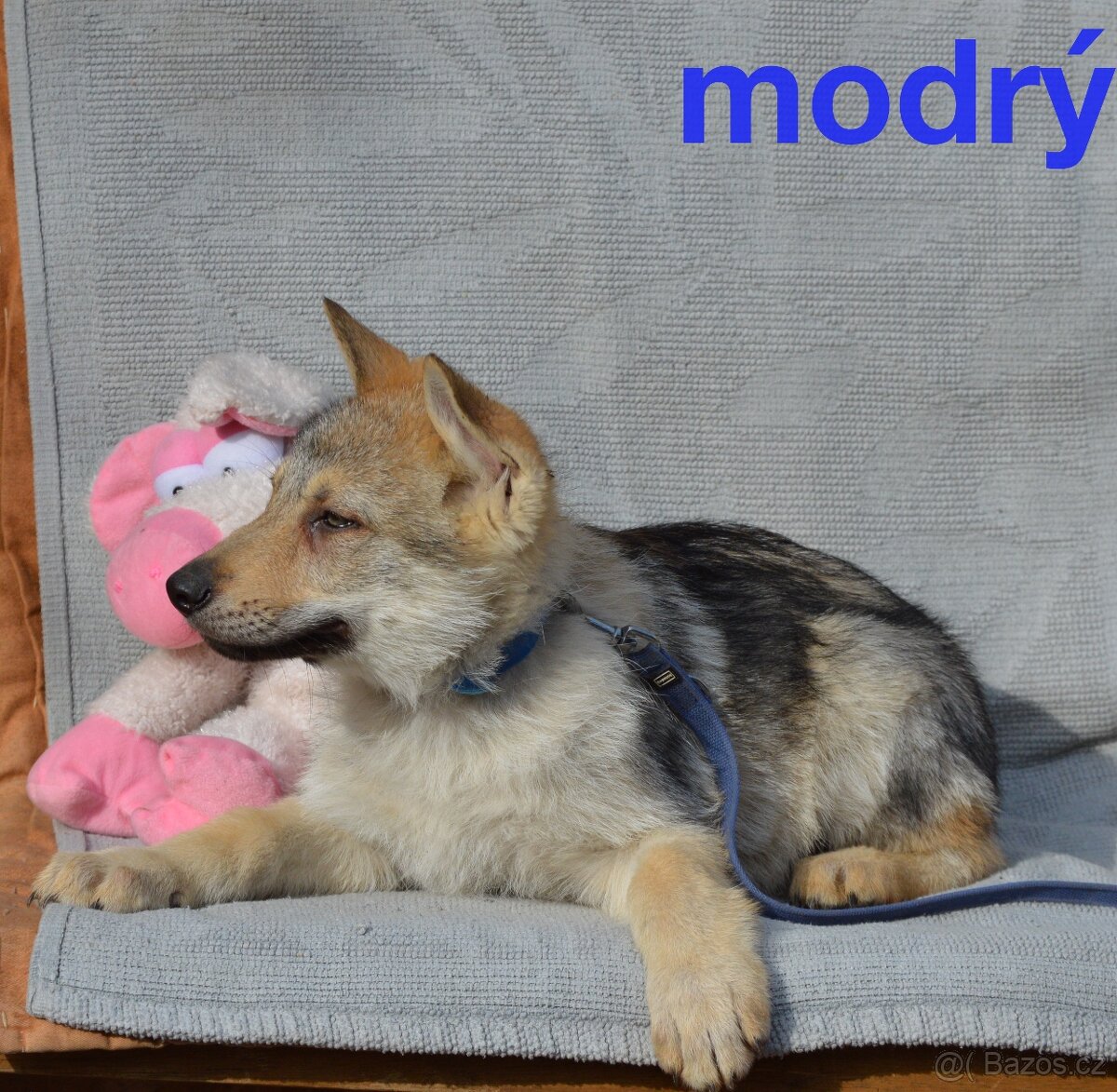 Československý vlčák - 4