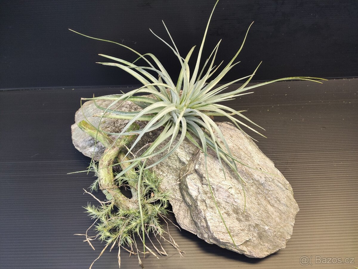 bromelie tilandsie - 4