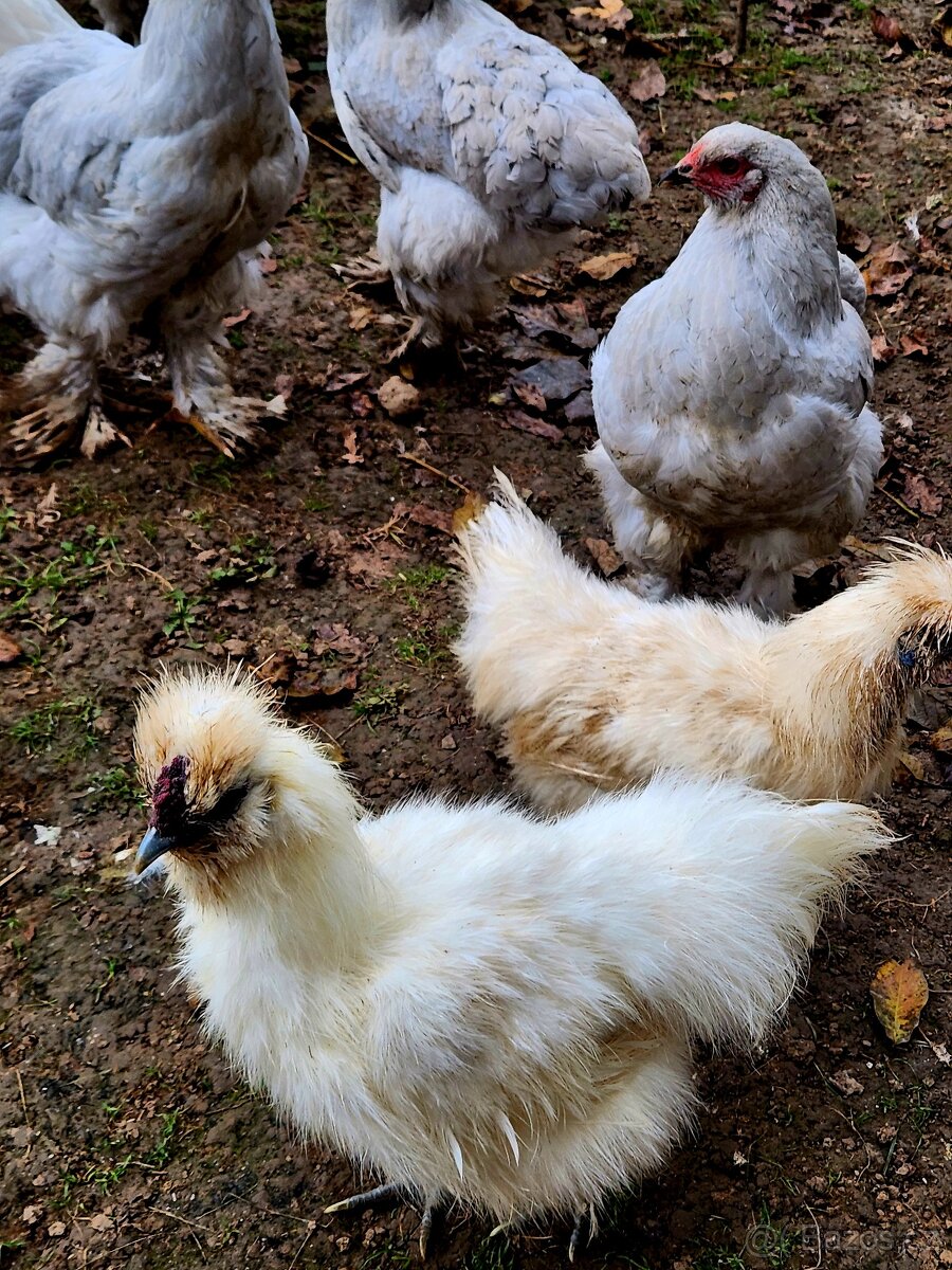 Brahmanka, hedvábnička - 4