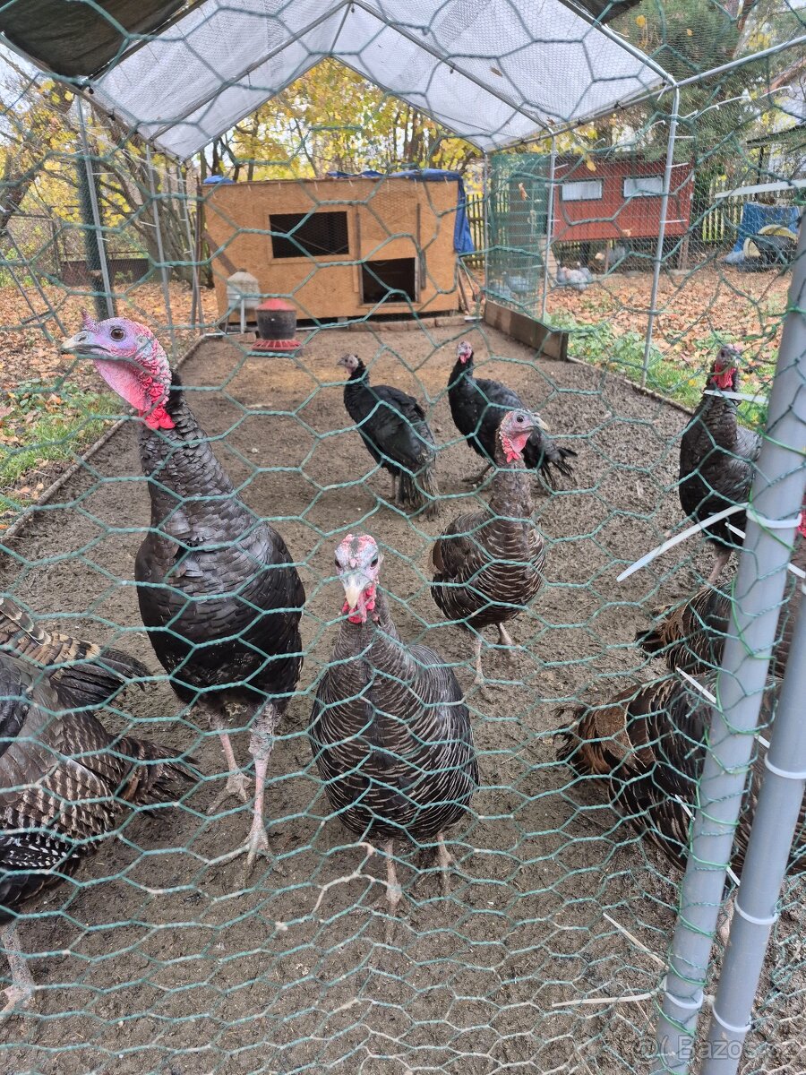 Krůty a krocani bronzovo-černí 6 měsíců - 4