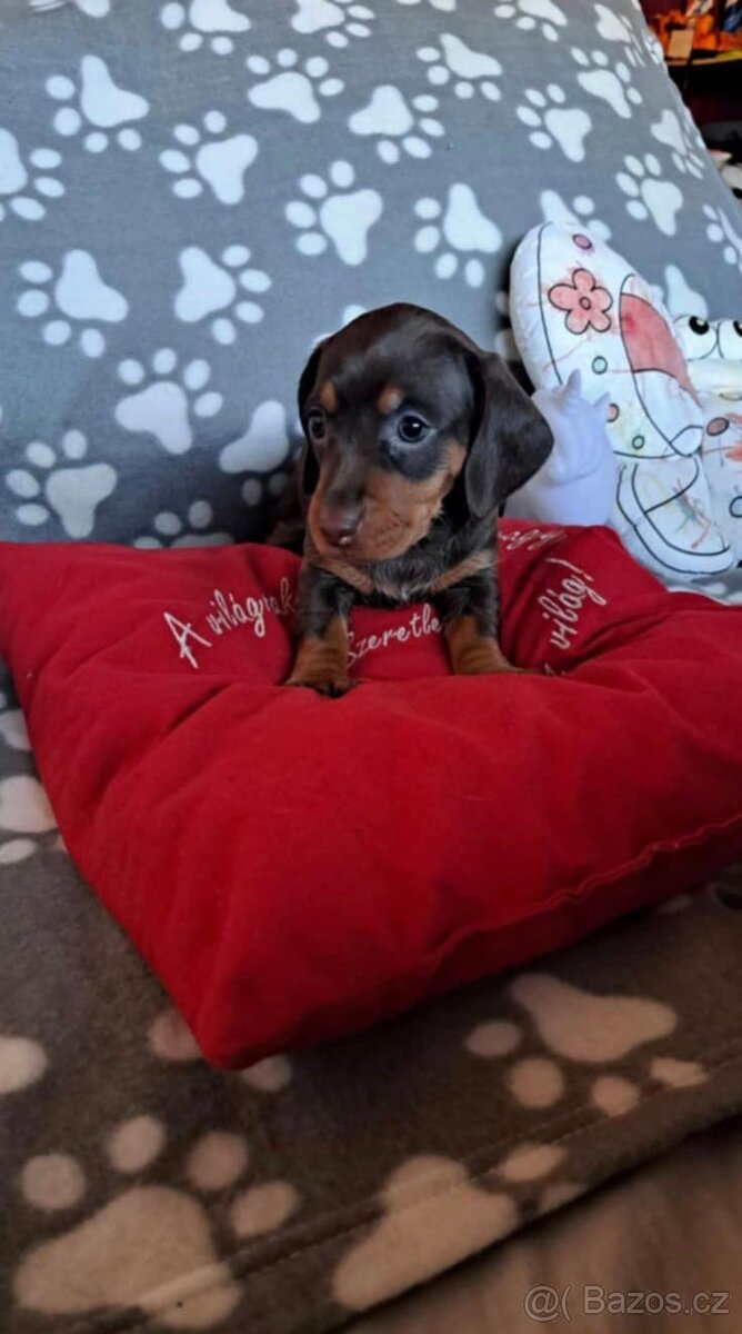 Jezevčík trpasličí - 4