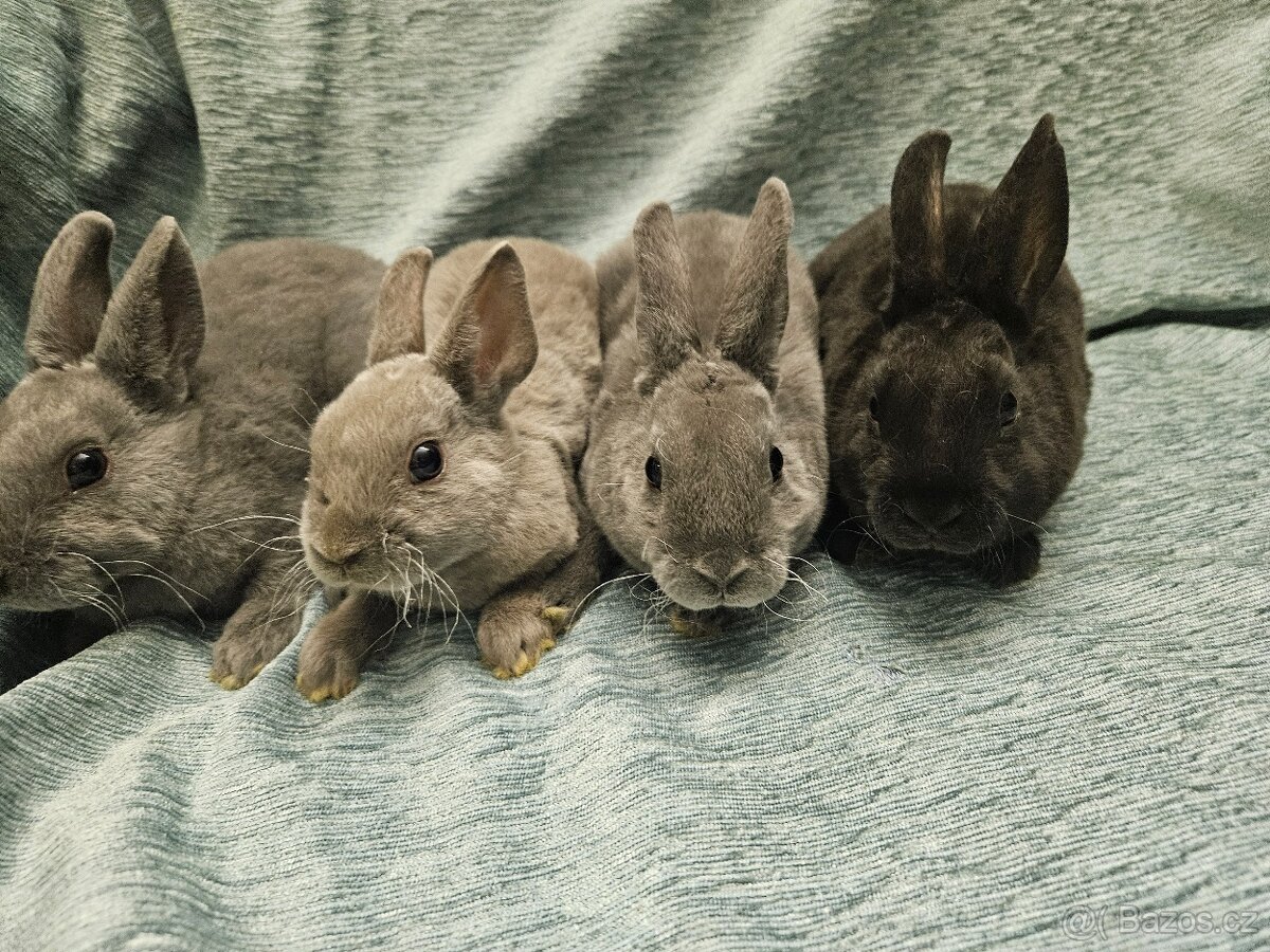 Zakrslý králíček - 4