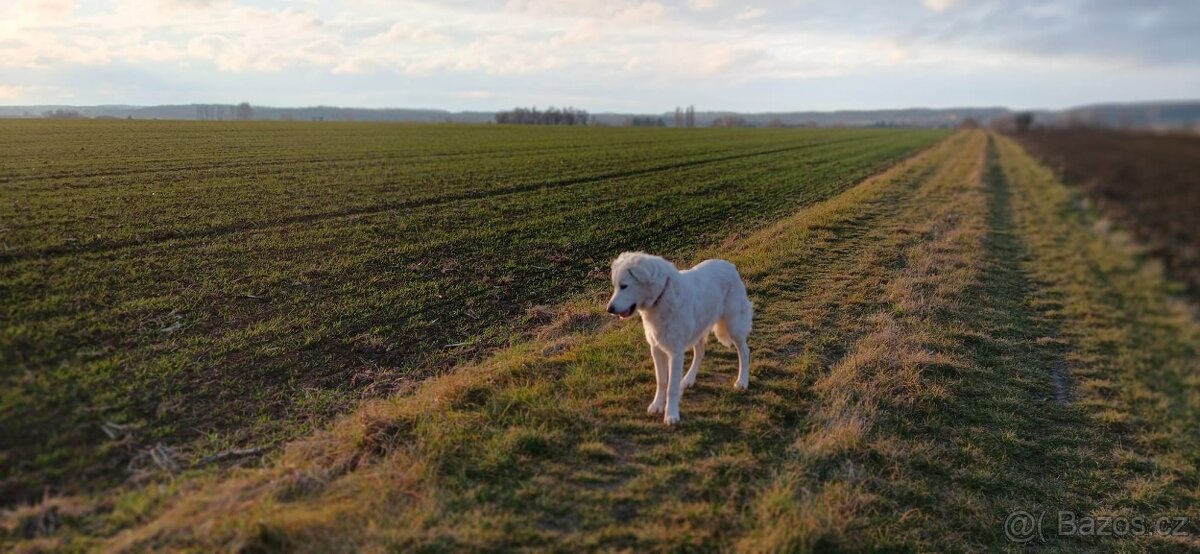 Štěně čuvač - 4