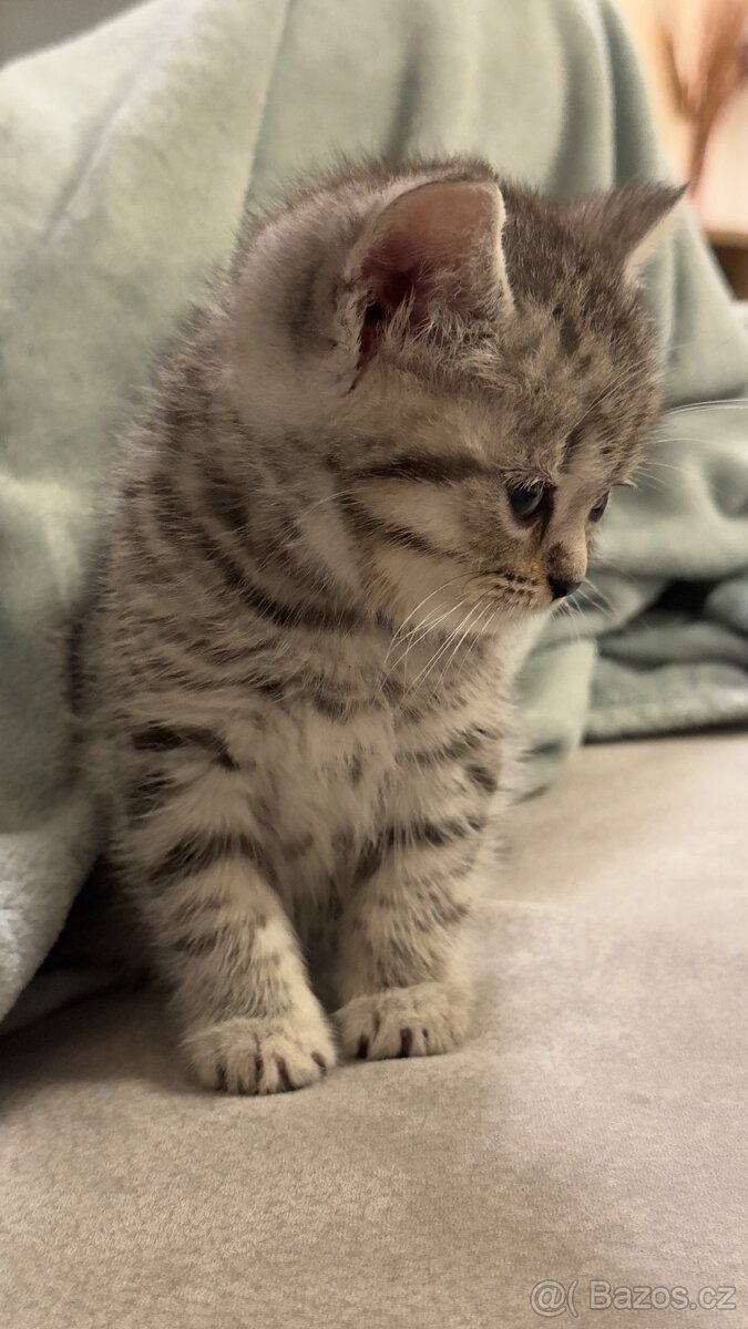 Britské kotě na prodej - 4