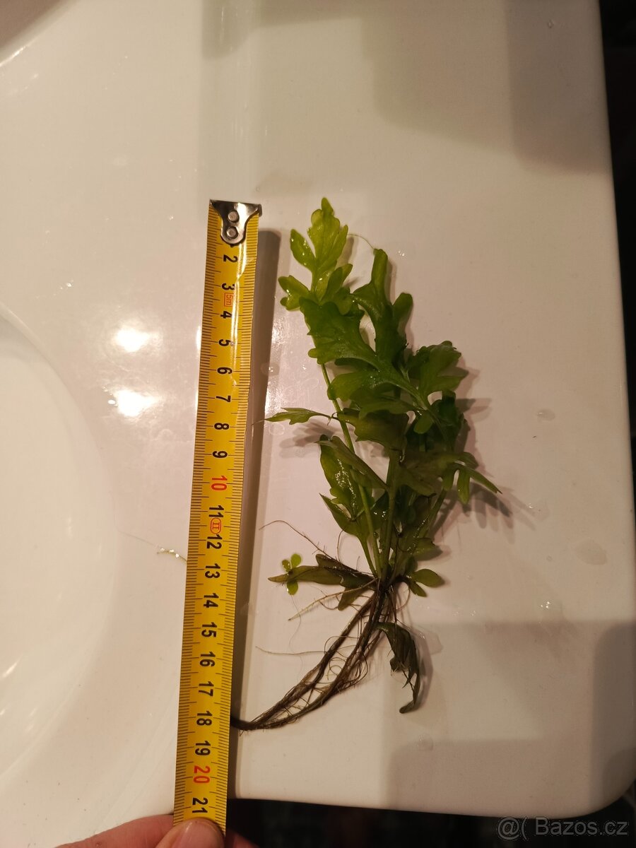 Akvarijní rostlina Obšírák Rohatý - 4