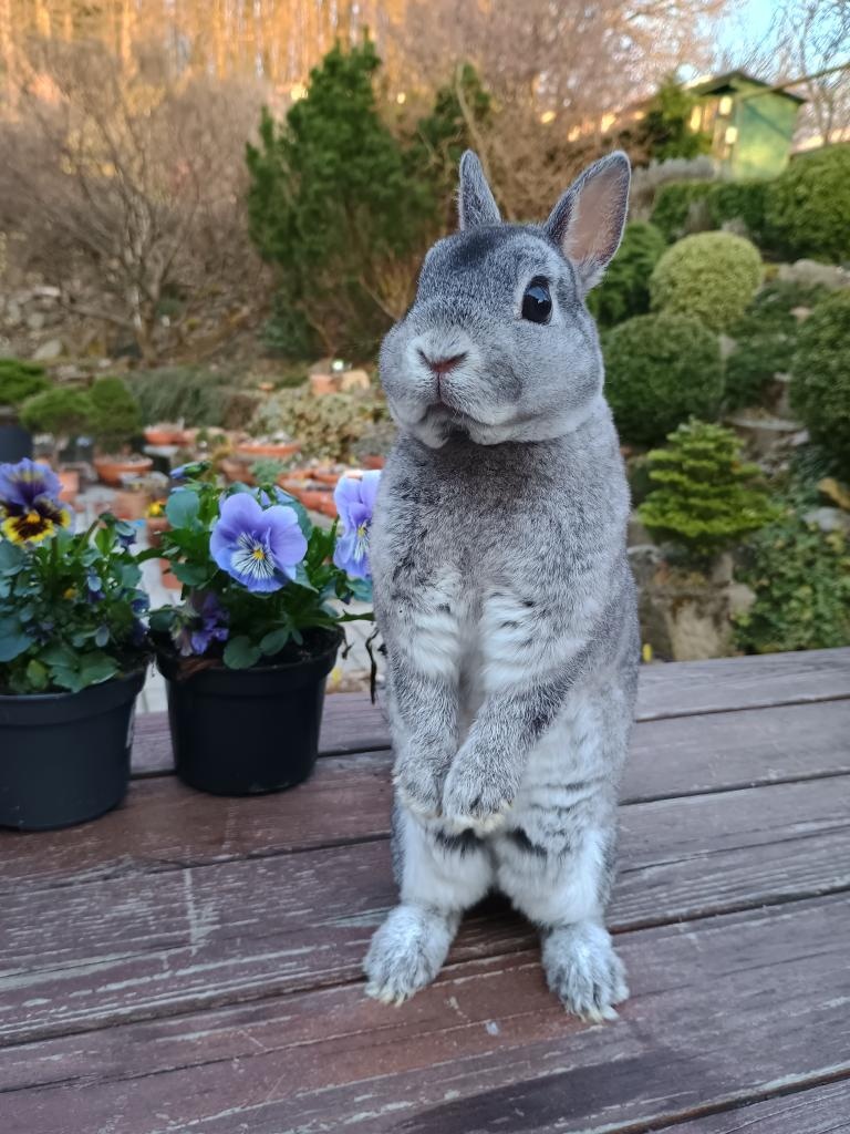 Zakrslý rexík činčilový - 4