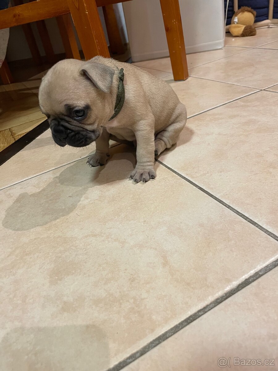 Francouzský buldoček - 4