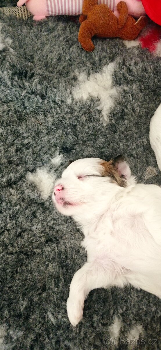 Čínský chocholatý pes - 4