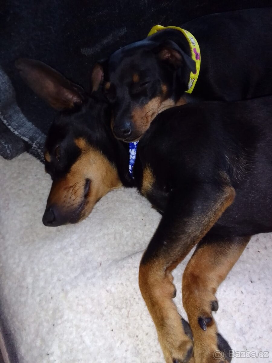 Nabízím k prodeji štěňata trpasličího pinče - 4