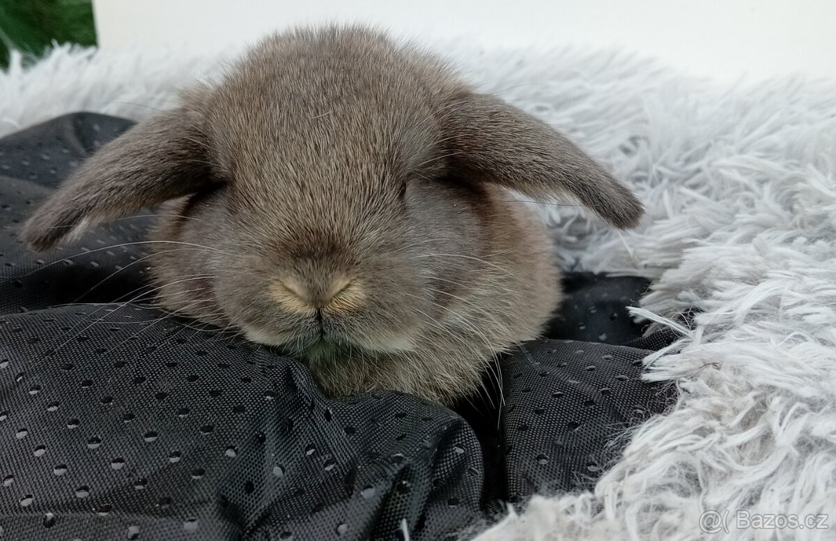 Zakrslý beránek G2 - 4