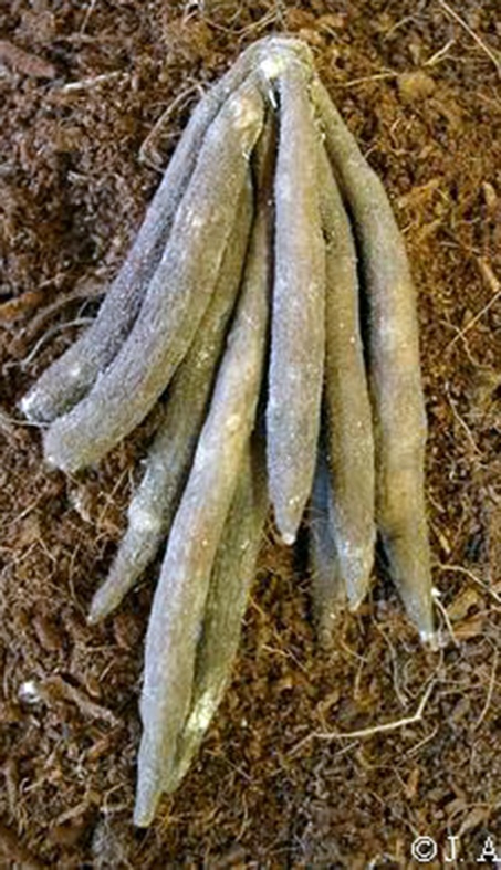 Nádherná trvalka: Commelina tuberosa - 4