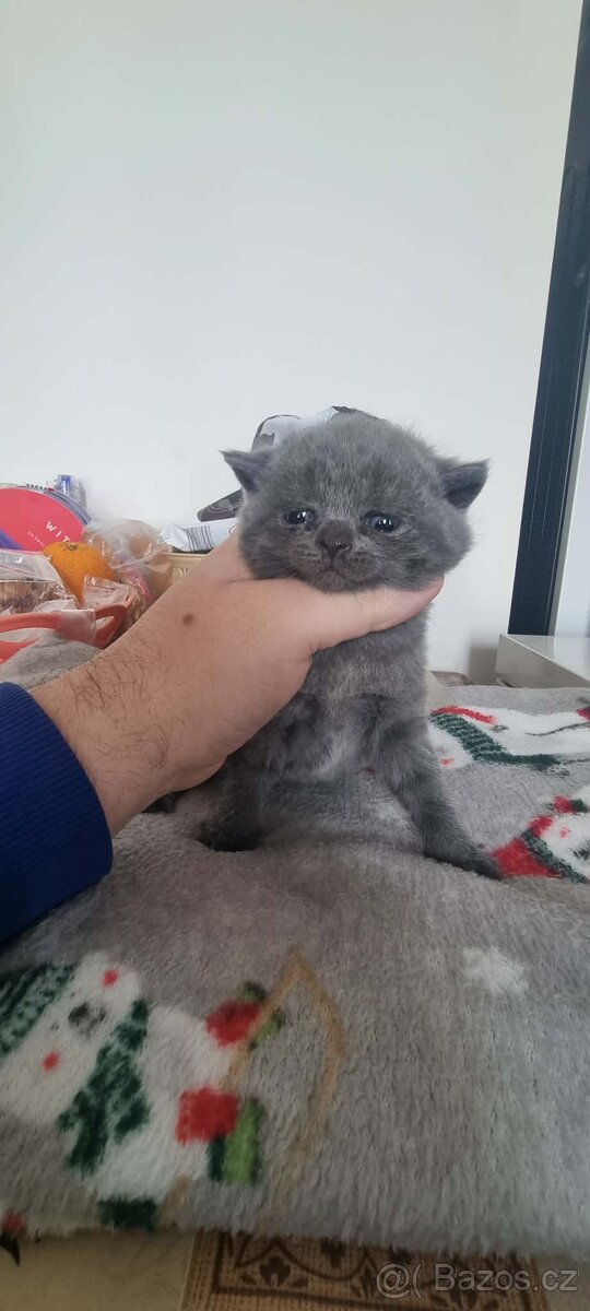 Britská koťátka - 4