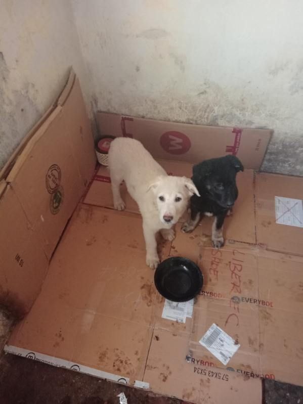 Daruji štěňata - 4