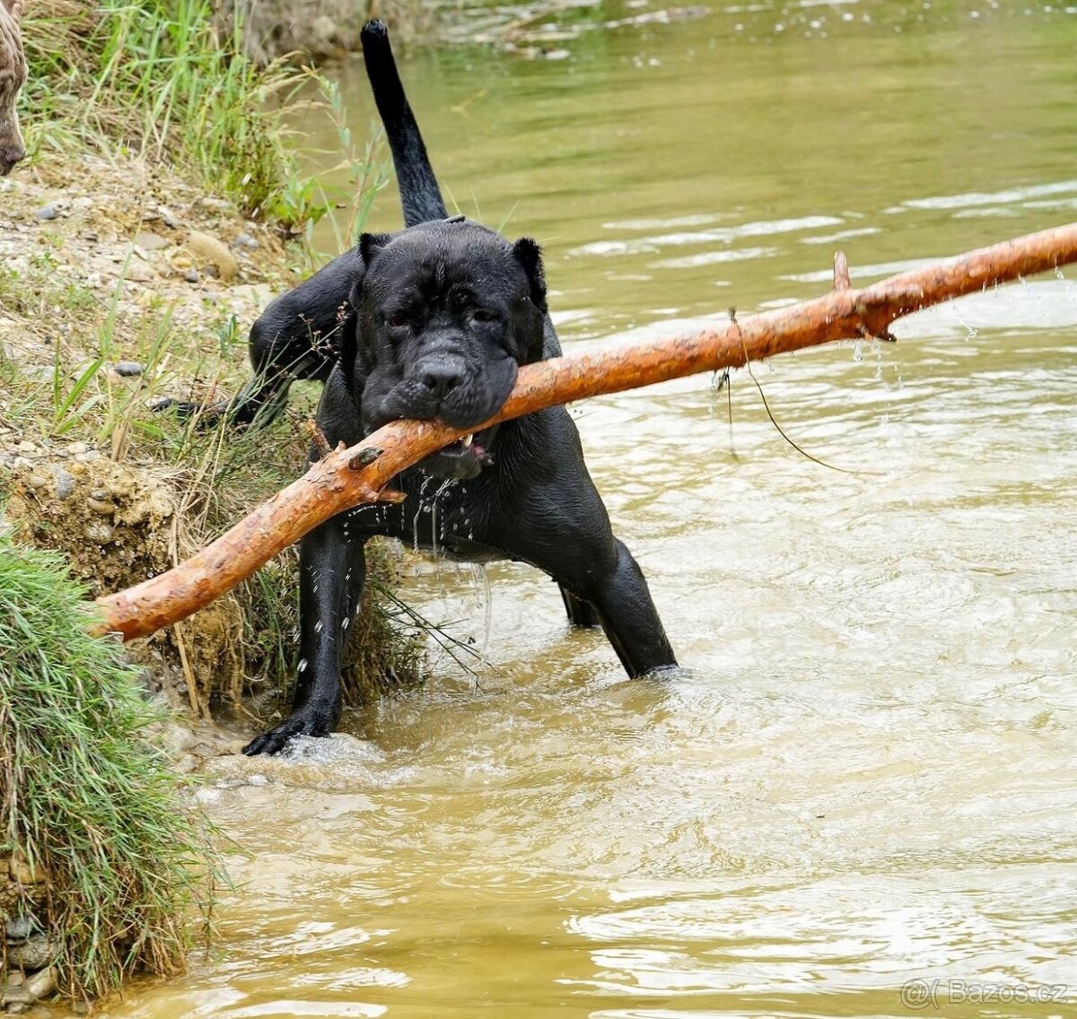 Bandog ke krytí - 4