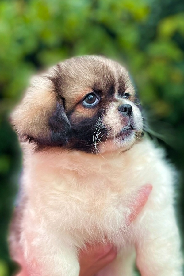 Tibetský španěl - 4