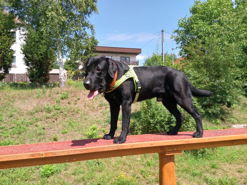 Černý labrador, čistokrevný, bez PP - nabídka krytí - 4